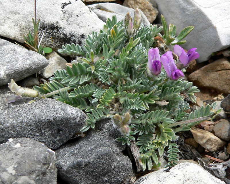 Mountain Oxytrope