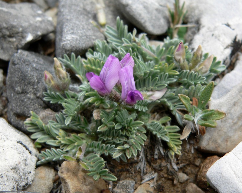 Mountain Oxytrope photo 2