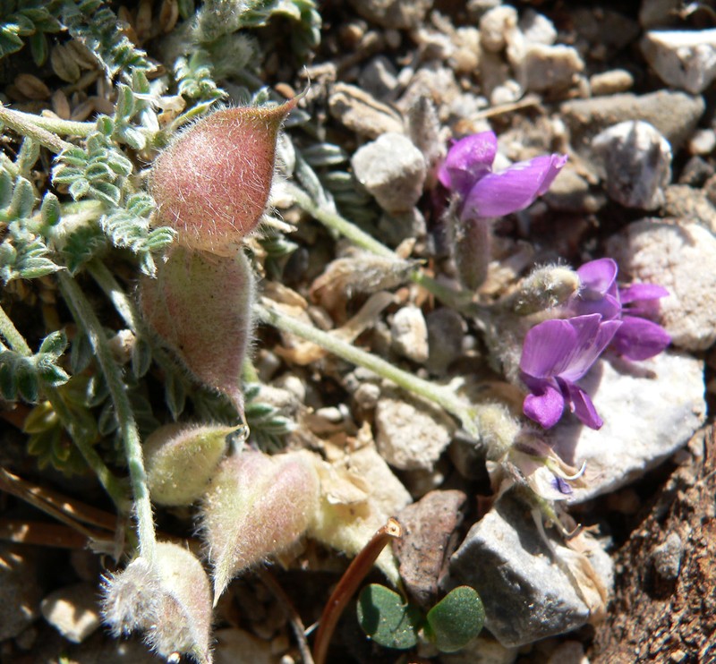 Mountain Oxytrope photo 3