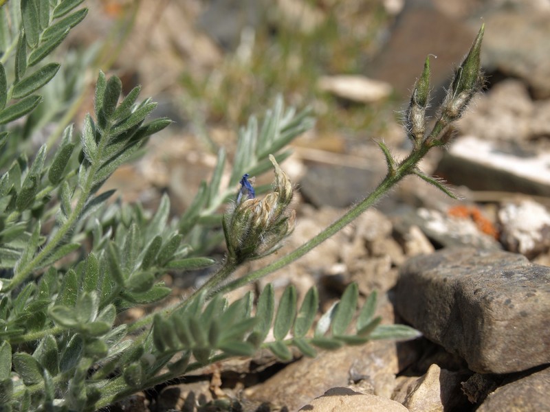 Parry's Oxytrope photo 5