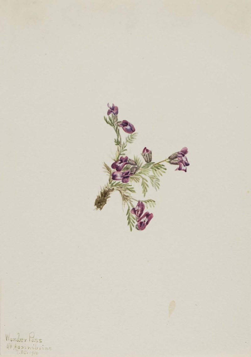 Stalkpod Locoweed photo 2