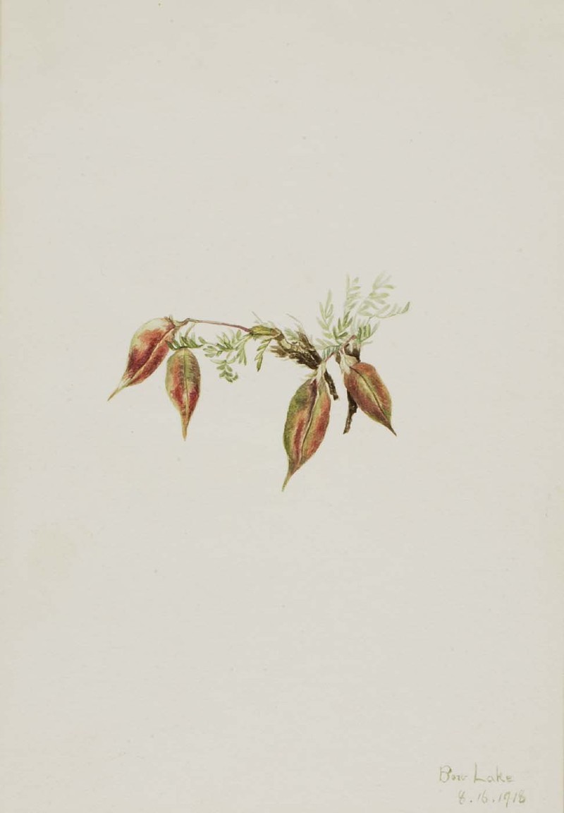Stalkpod Locoweed photo 3
