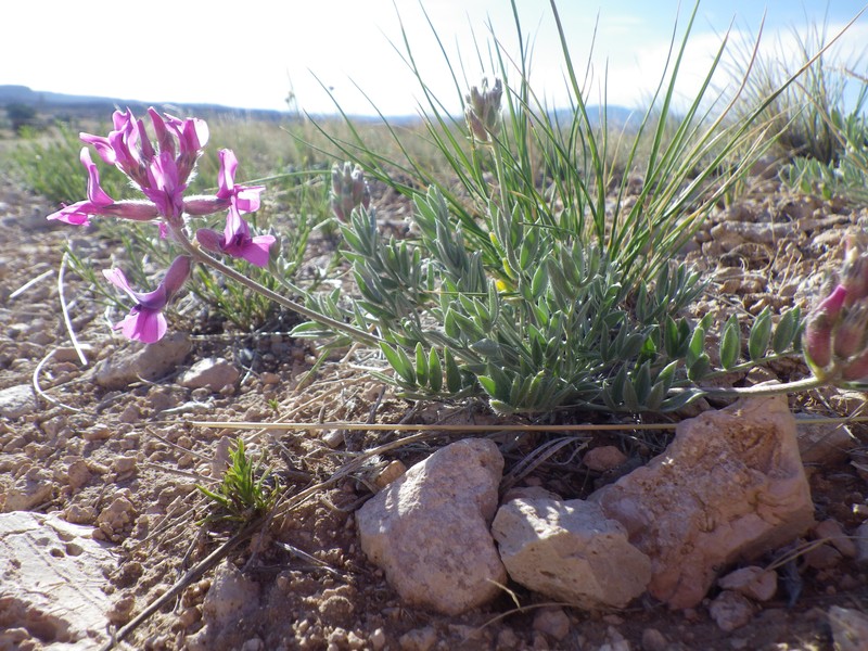 White Locoweed photo 2