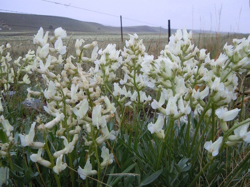 White Locoweed
