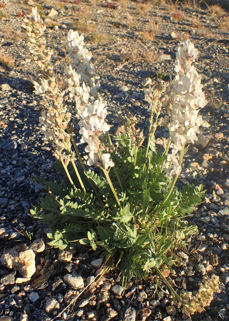 White Locoweed photo 3