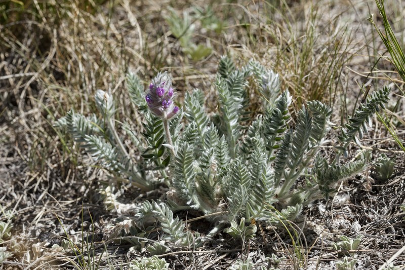 Showy Locoweed photo 2