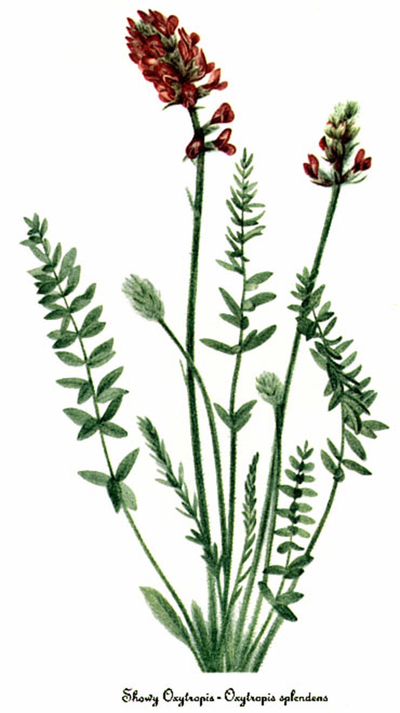 Showy Locoweed photo 3