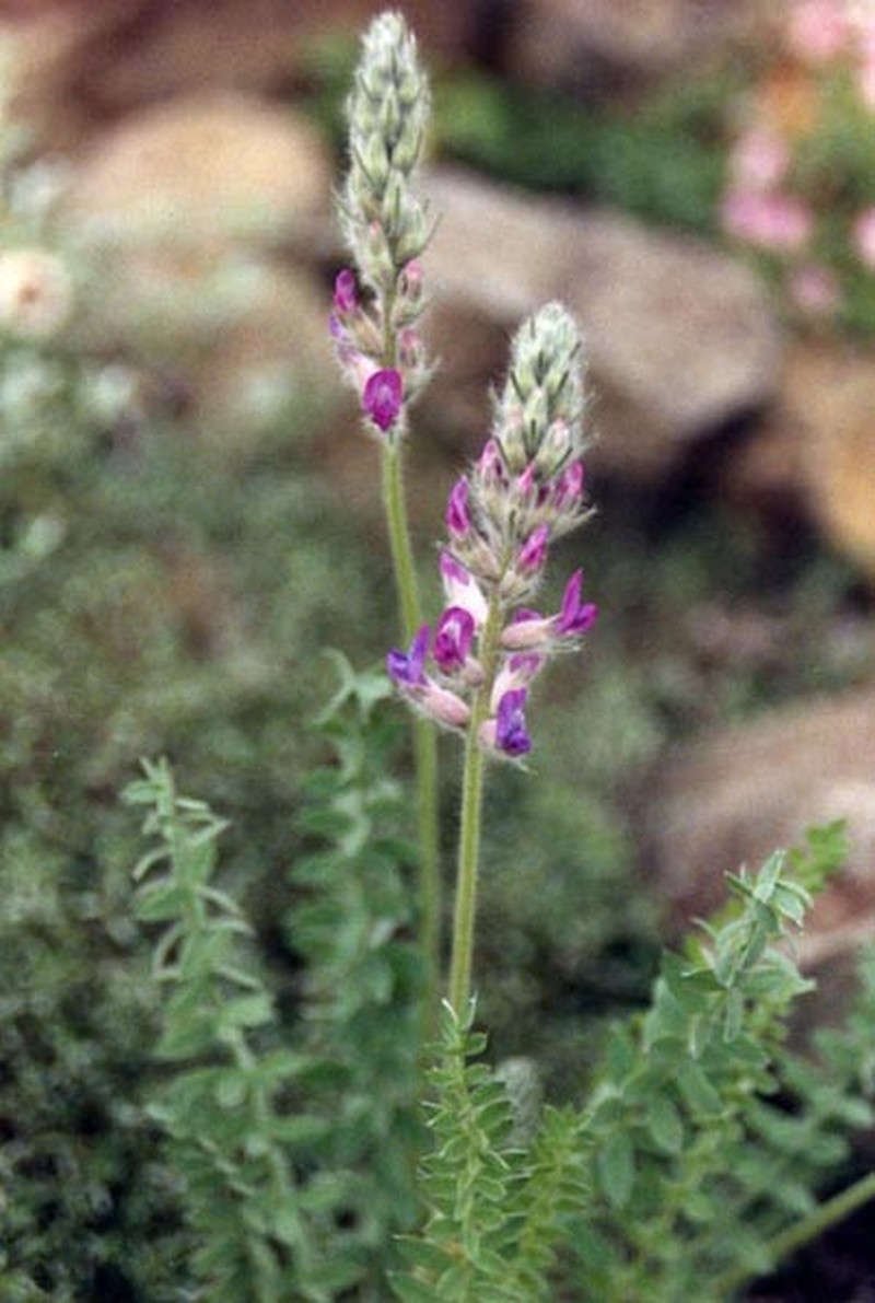 Showy Locoweed photo 4