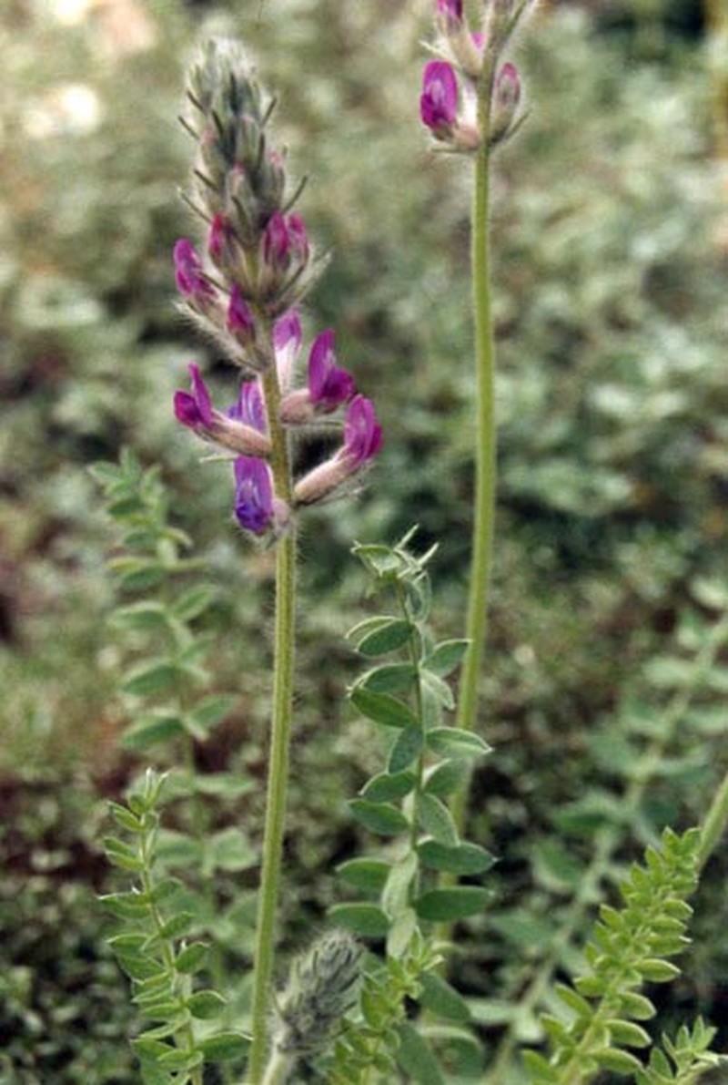 Showy Locoweed photo 5