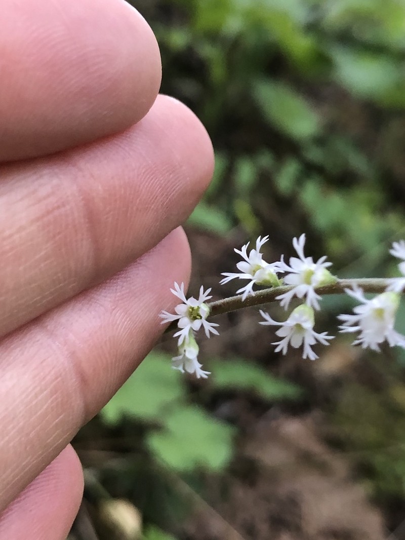 Angleleaf Miterwort