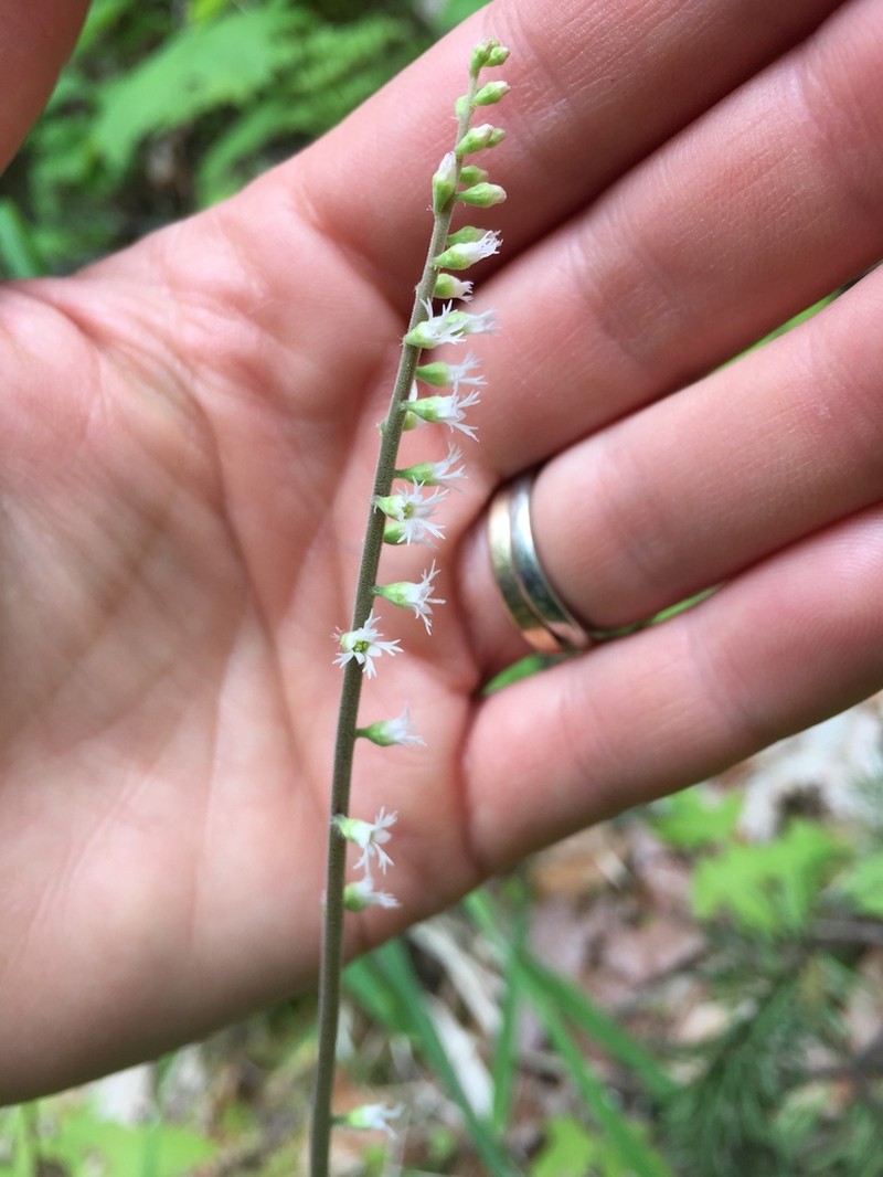 Angleleaf Miterwort photo 2