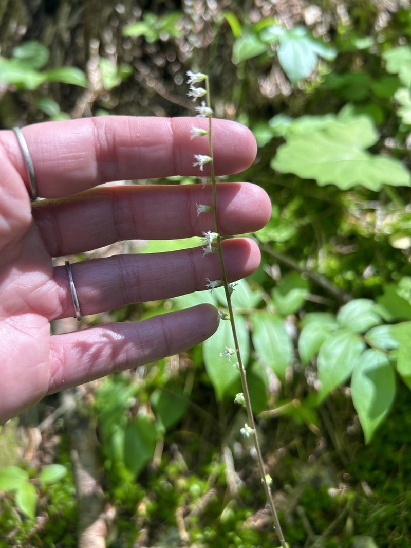 Angleleaf Miterwort photo 3