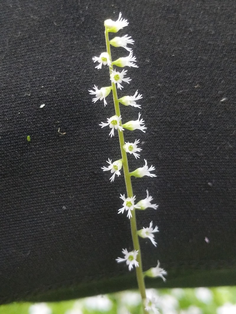 Angleleaf Miterwort photo 4