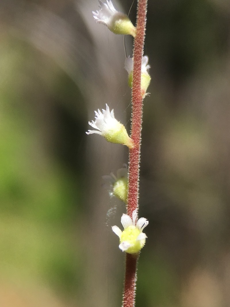 Angleleaf Miterwort photo 5