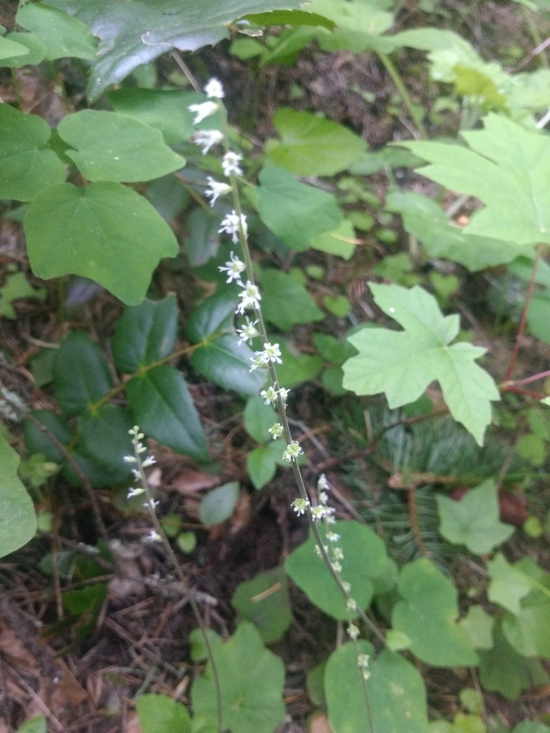 Angleleaf Miterwort photo 6