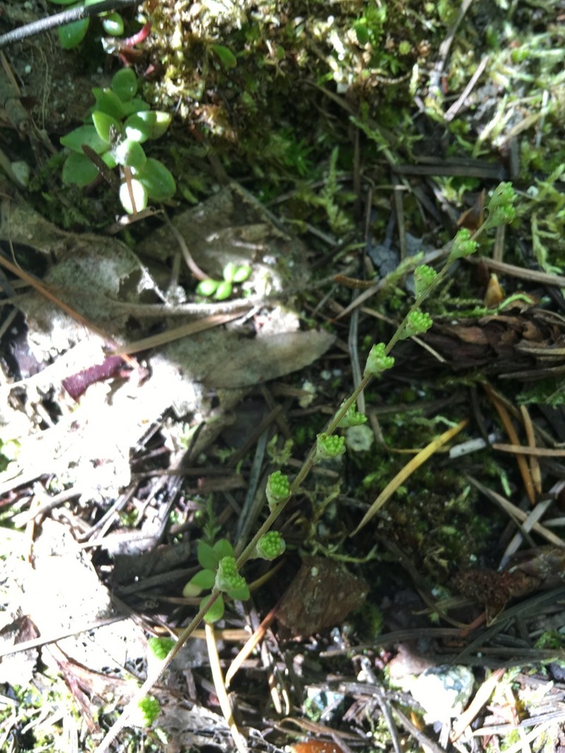Angleleaf Miterwort photo 7