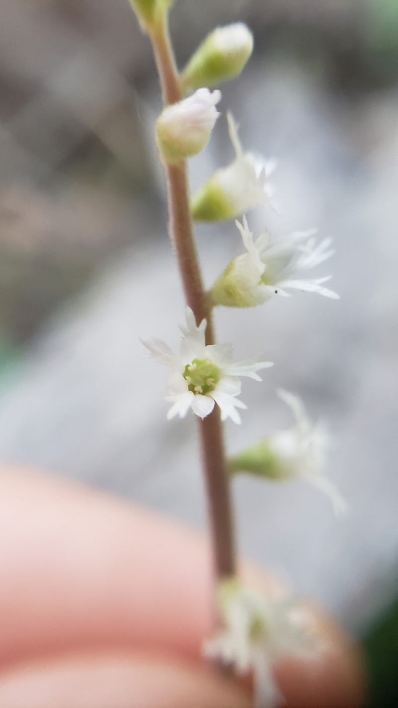 Angleleaf Miterwort photo 8