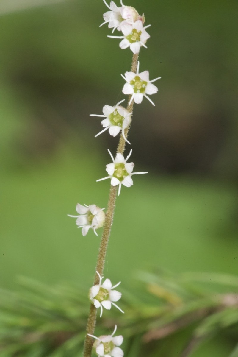 Smallflower Miterwort