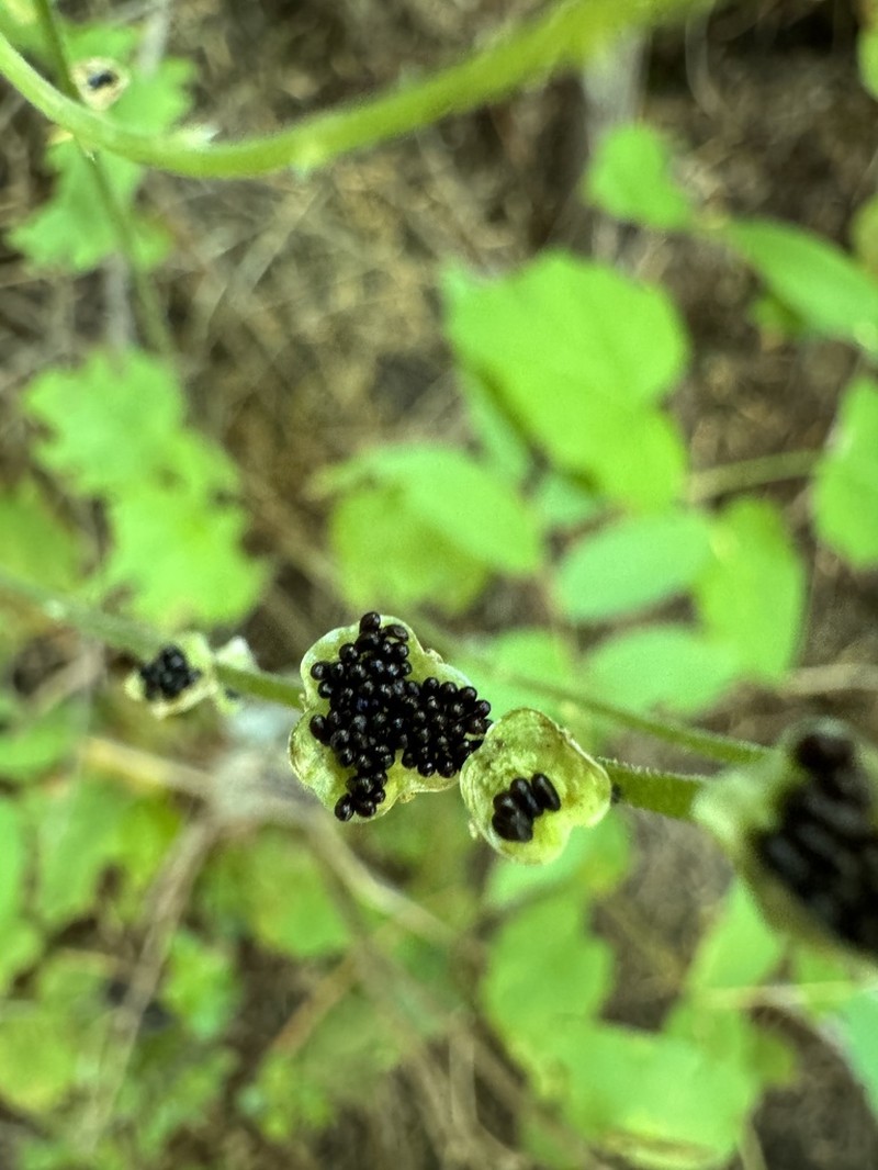 Smallflower Miterwort photo 2