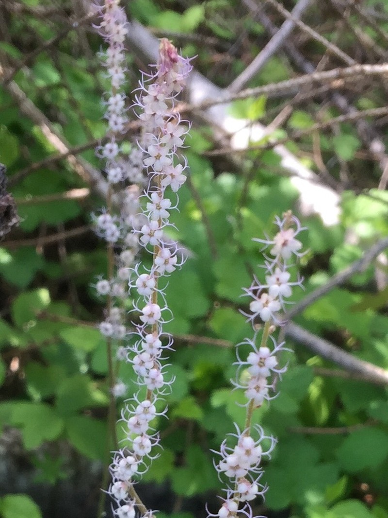 Smallflower Miterwort photo 3
