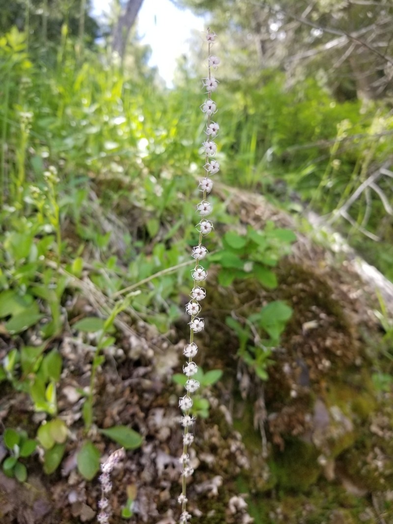 Smallflower Miterwort photo 4