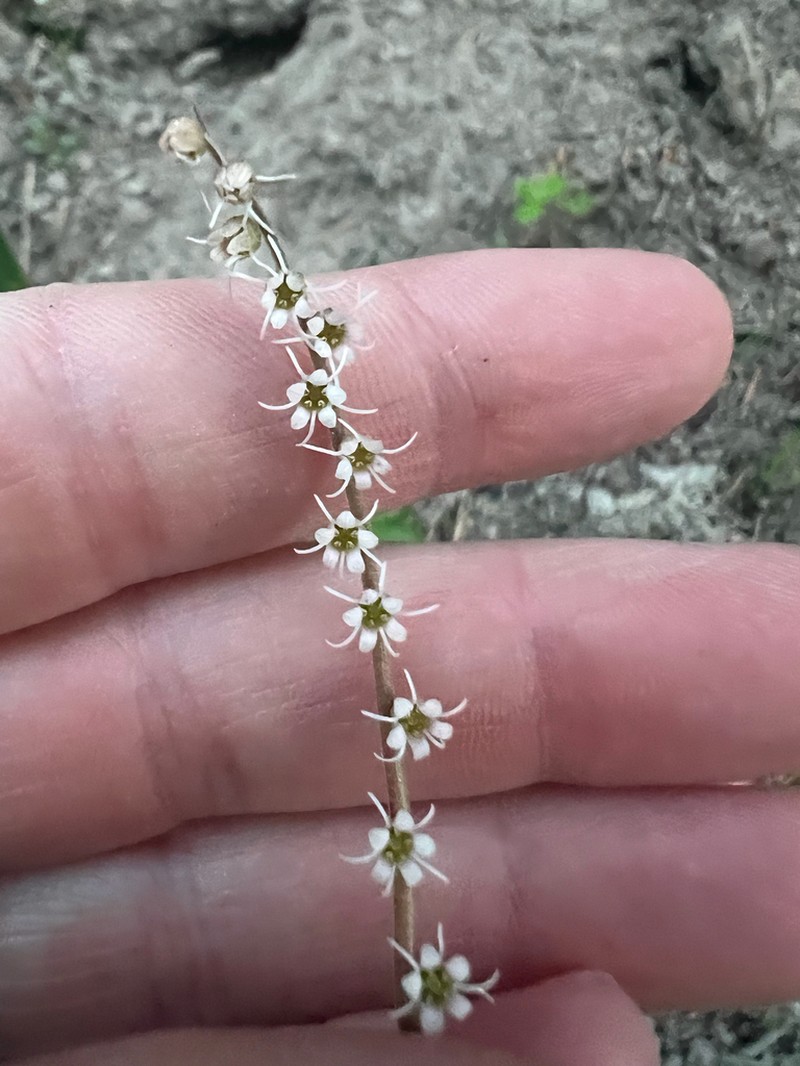 Smallflower Miterwort photo 5