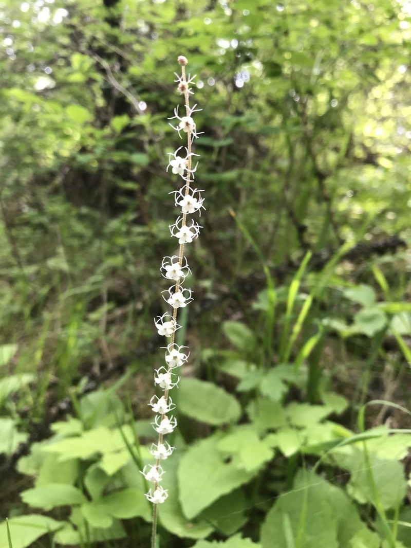 Smallflower Miterwort photo 6