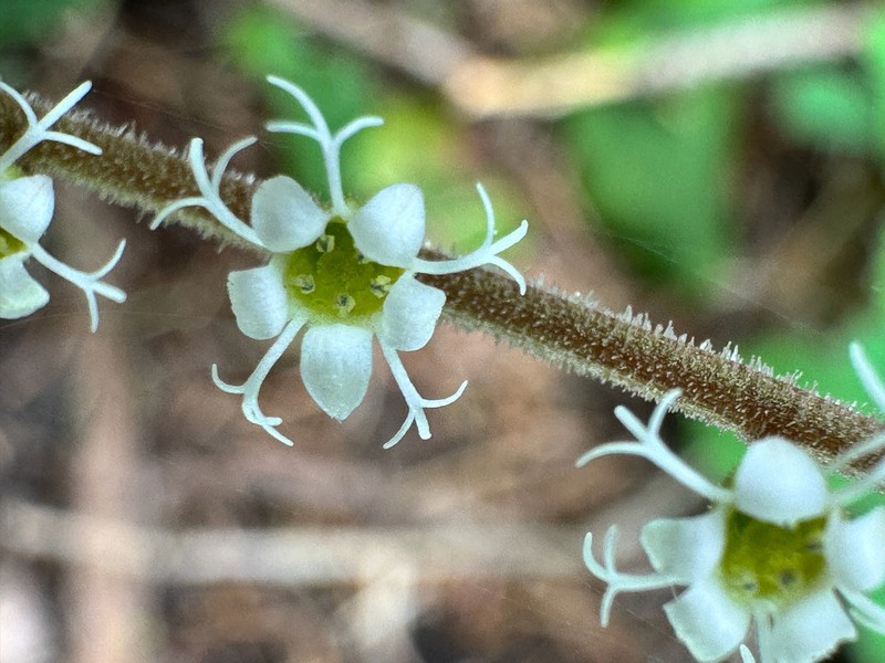 Smallflower Miterwort photo 7