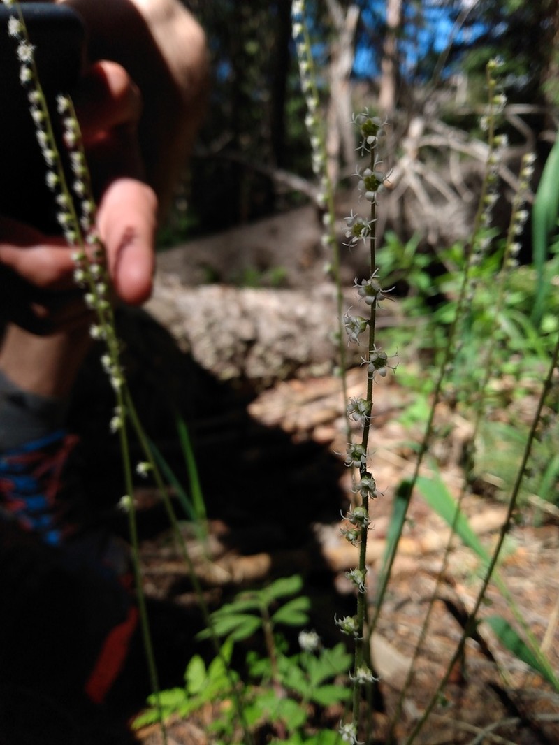 Smallflower Miterwort photo 8