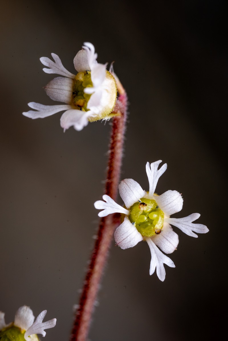 Threeparted Miterwort