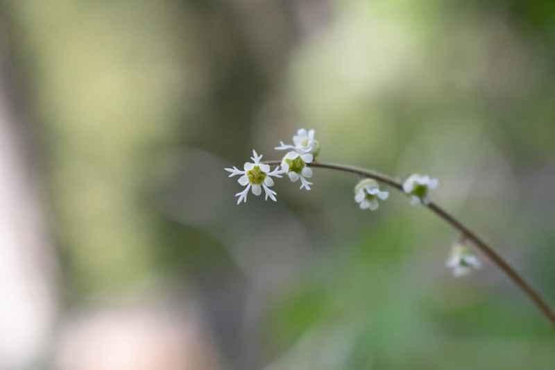 Threeparted Miterwort photo 2