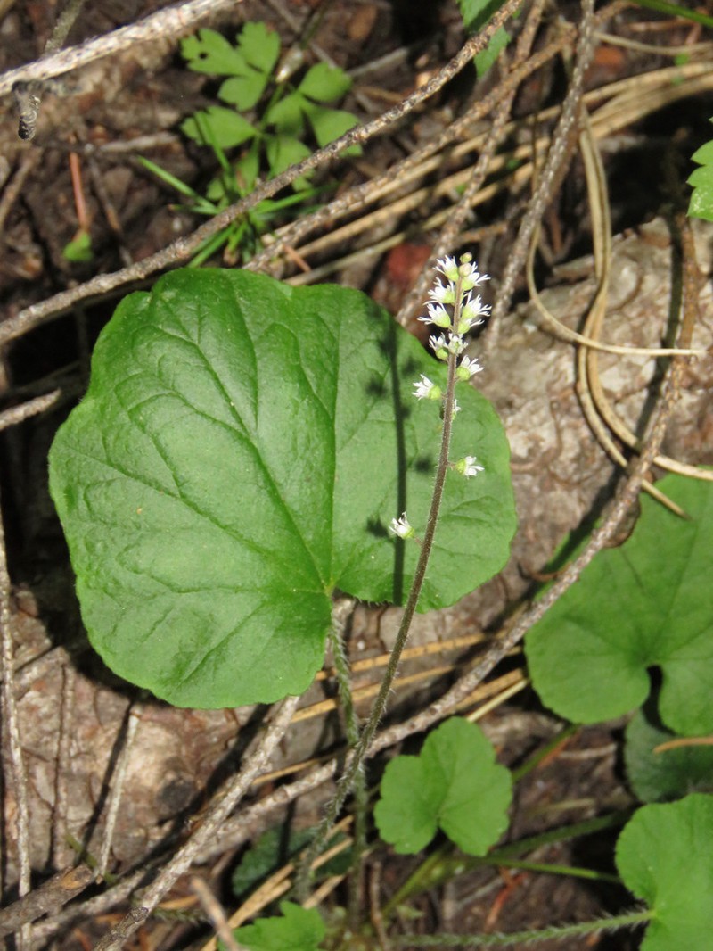 Threeparted Miterwort photo 3