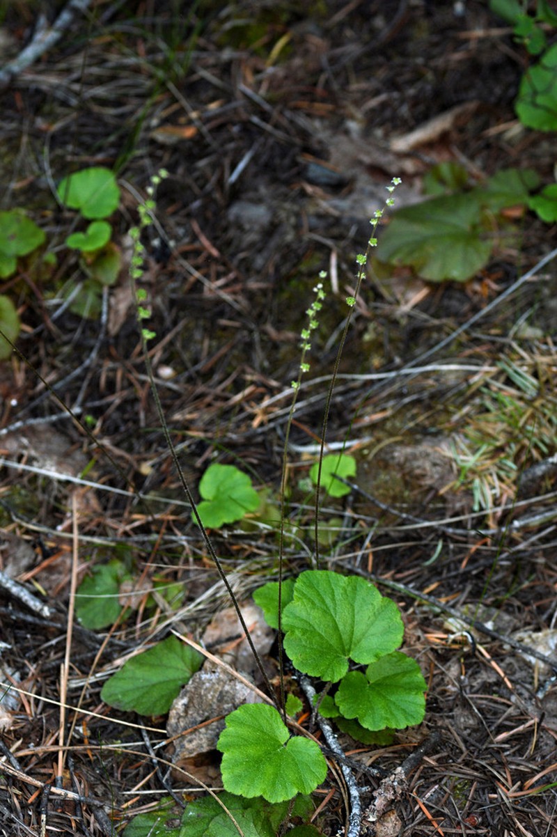 Threeparted Miterwort photo 4