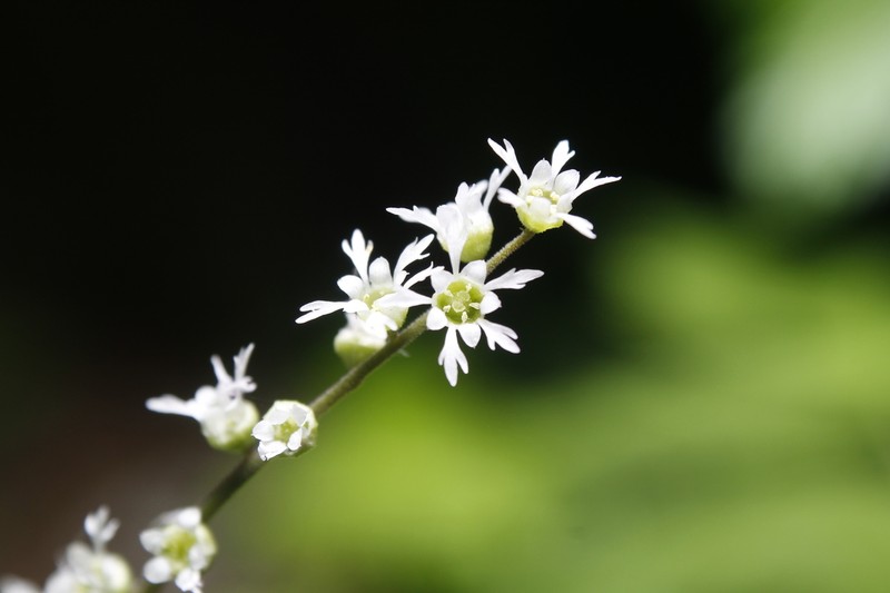 Threeparted Miterwort photo 5