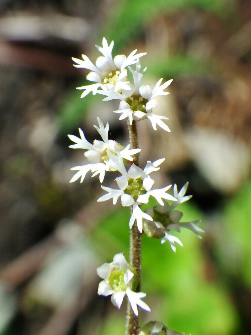 Threeparted Miterwort photo 6