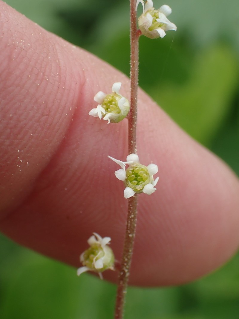 Threeparted Miterwort photo 7