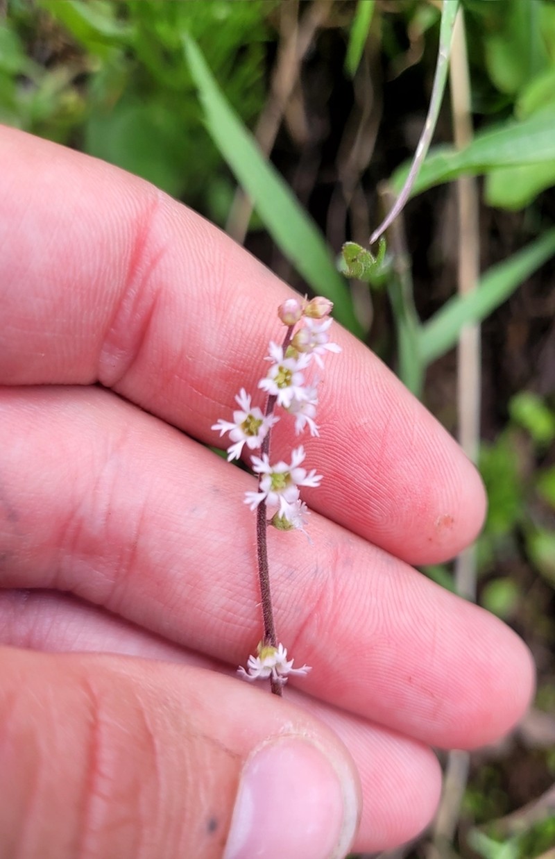 Threeparted Miterwort photo 8