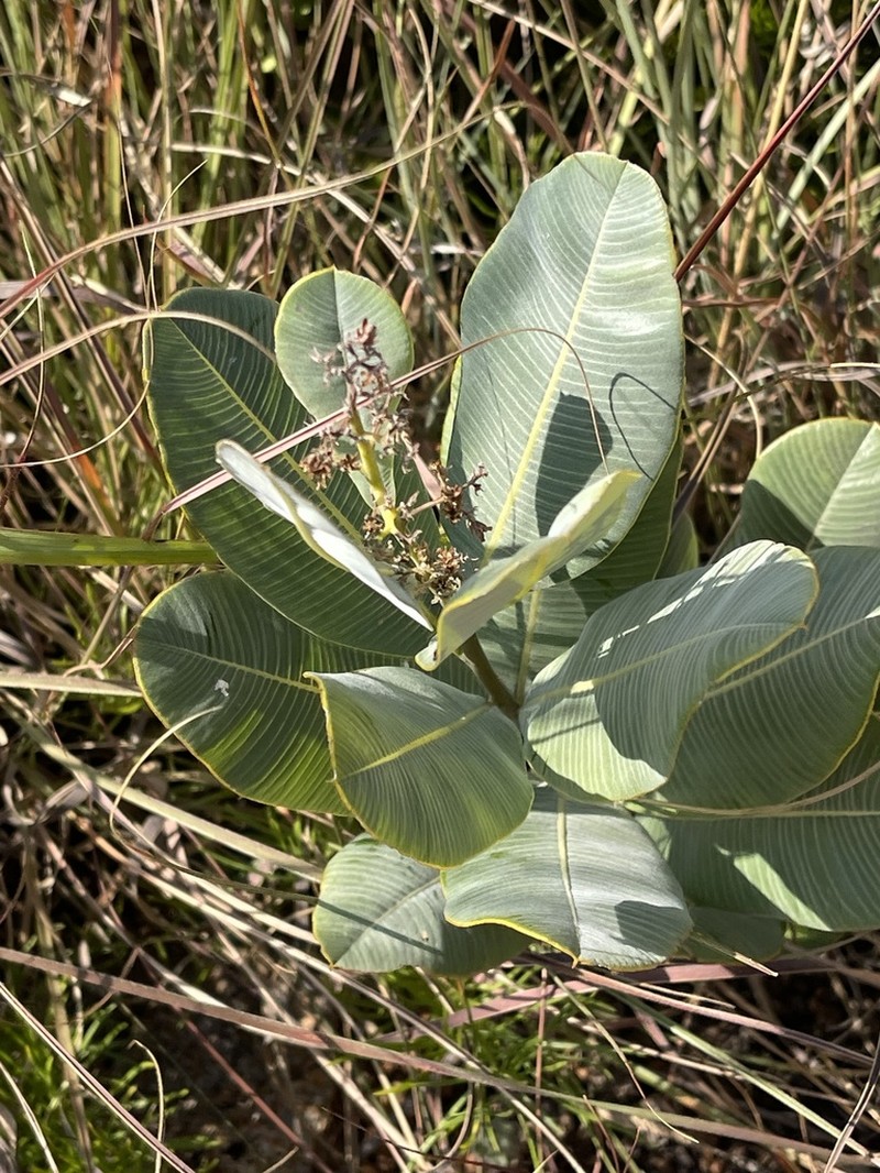 Ozoroa albicans
