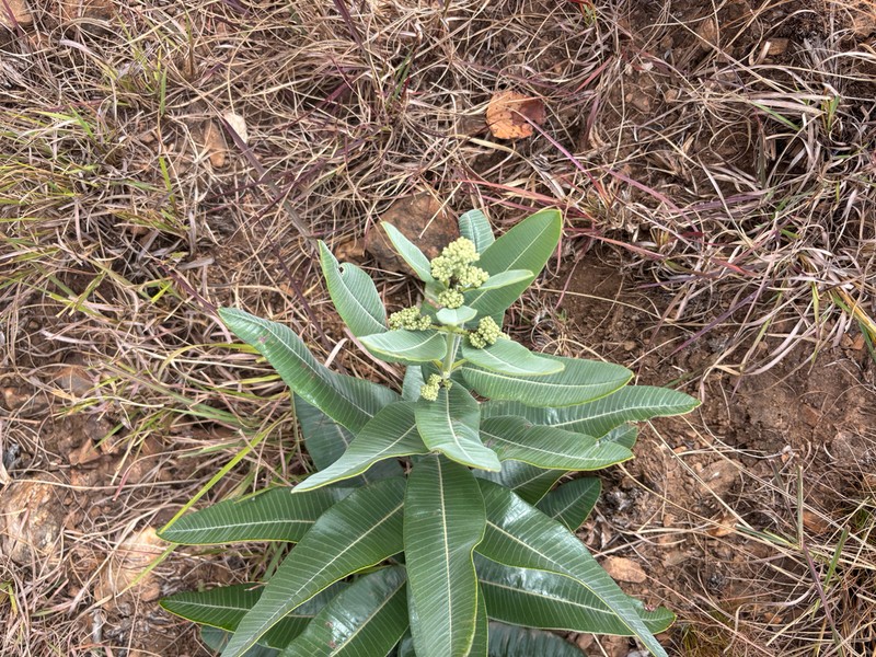 Ozoroa albicans photo 2