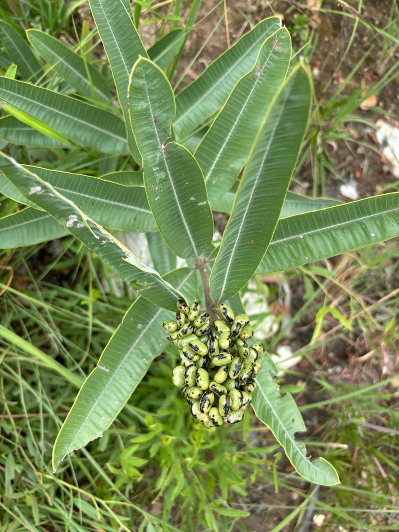 Ozoroa albicans photo 4
