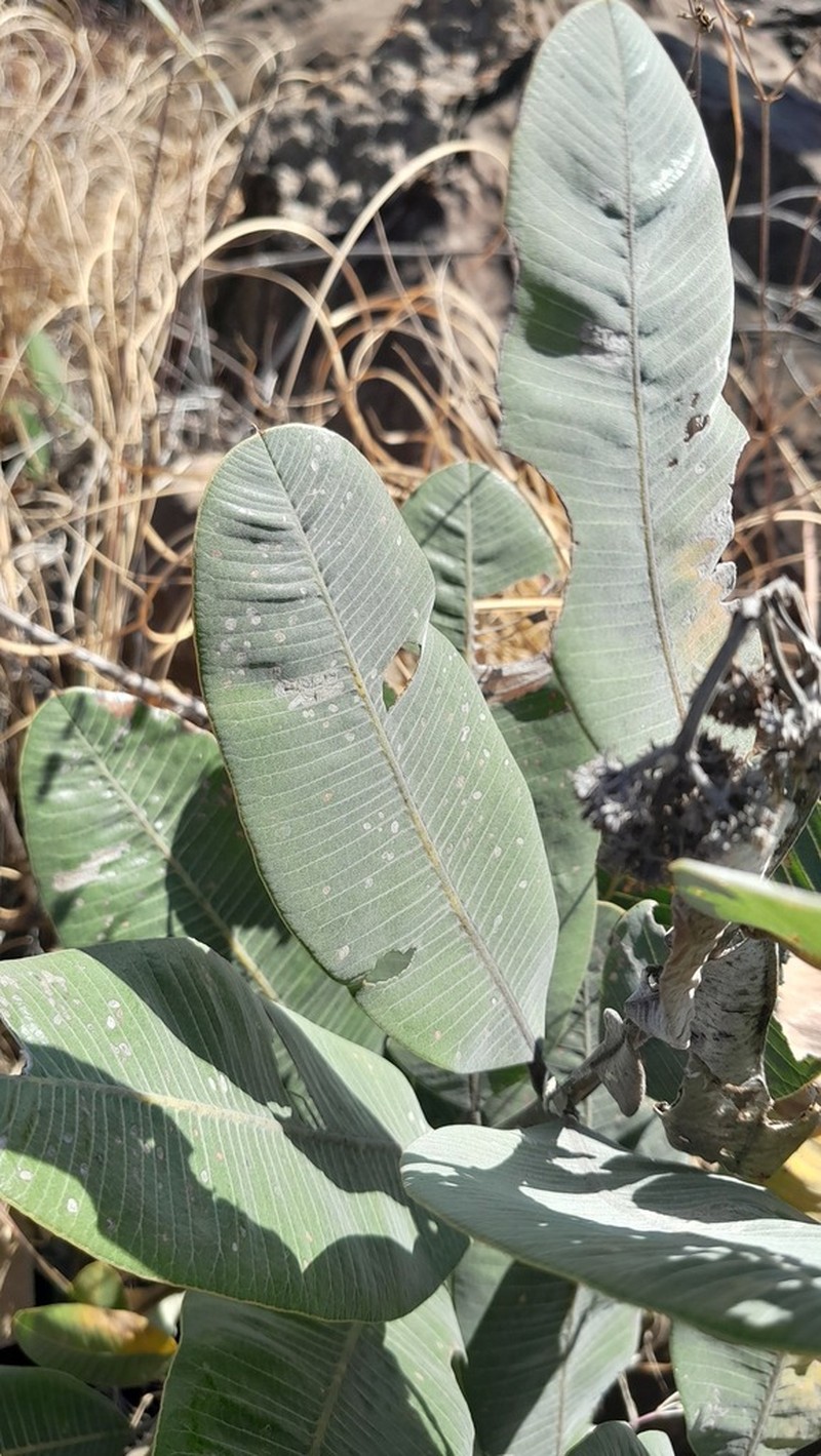 Ozoroa albicans photo 6