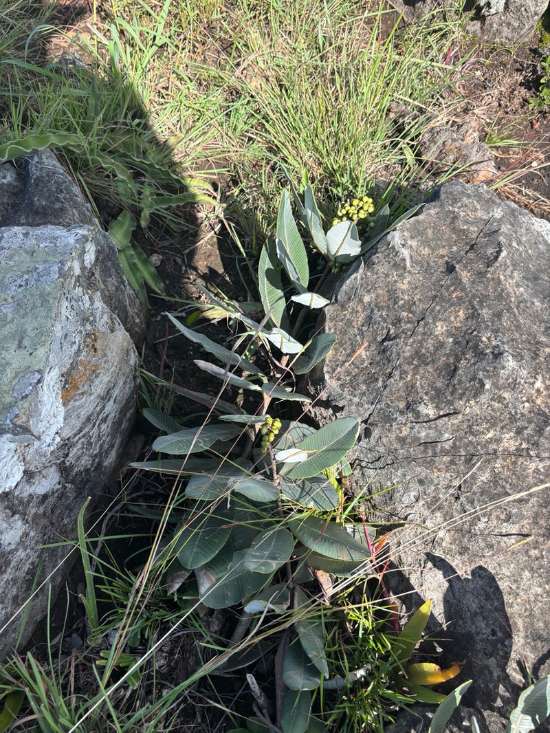 Ozoroa albicans photo 7