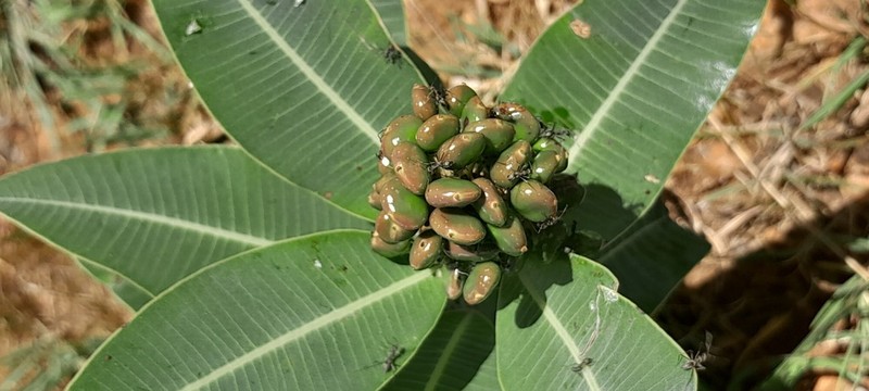 Ozoroa albicans photo 8