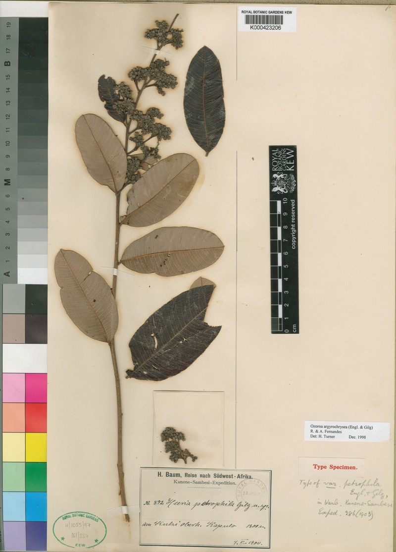 Ozoroa argyrochrysea
