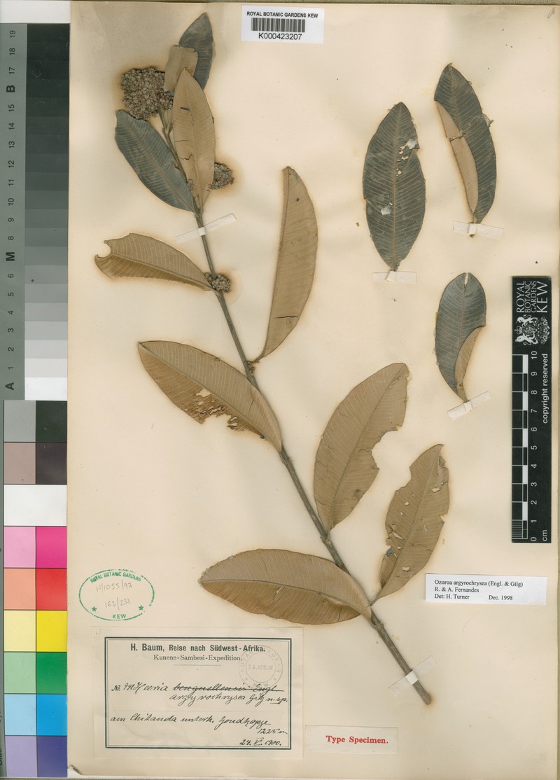 Ozoroa argyrochrysea photo 2