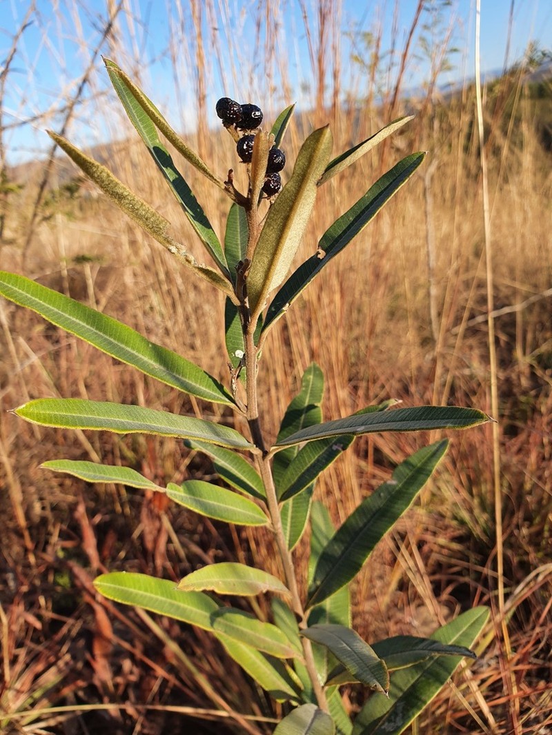 Ozoroa barbertonensis