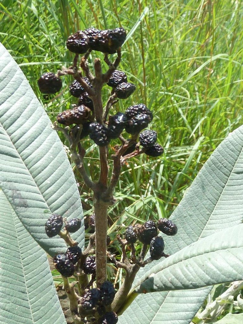 Ozoroa barbertonensis photo 2