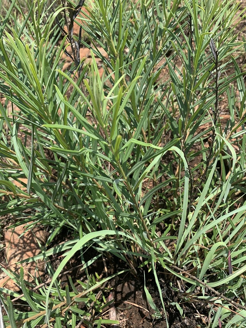 Ozoroa barbertonensis photo 3