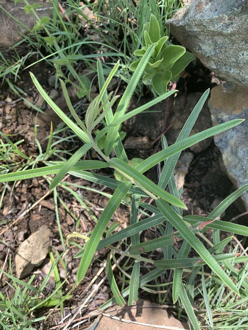 Ozoroa barbertonensis photo 4