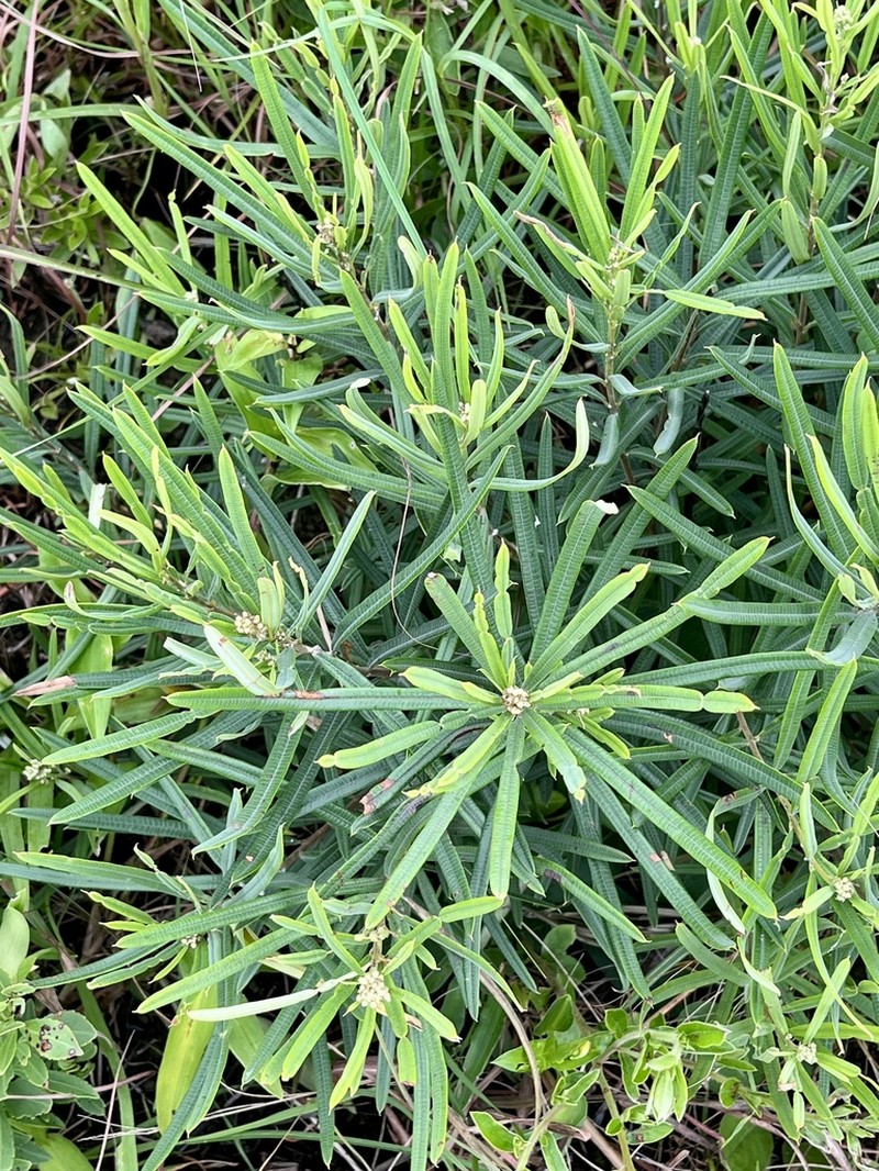 Ozoroa barbertonensis photo 5